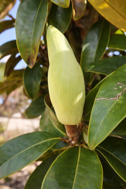 Magnolia grandiflora Alta бутон